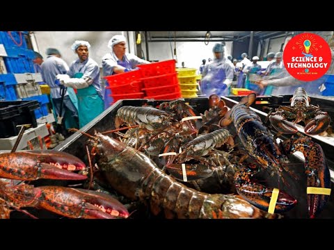 , title : 'AMAZING GIANT LOBSTERS HARVESTING-LOBSTERS FACTORY PROCESSING LINE-MODERN TECHNOLOGY LOBSTER PLANT'