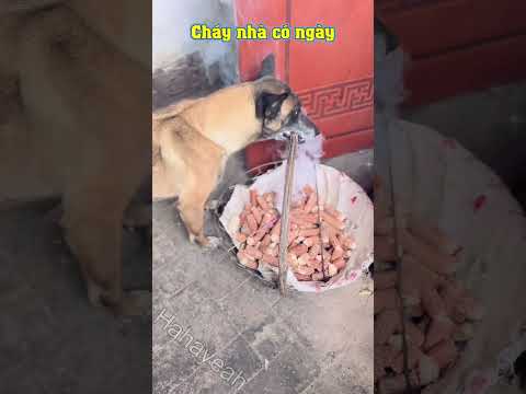 Con chó tốt bụng #79 | Không có chú chó này thì không biết chuyện gì sẽ xảy ra!
