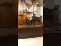 "Bist du bei mir, geh ich mit Freuden" aria from Gottfried Heinrich Stölzel's opera Diomedes.