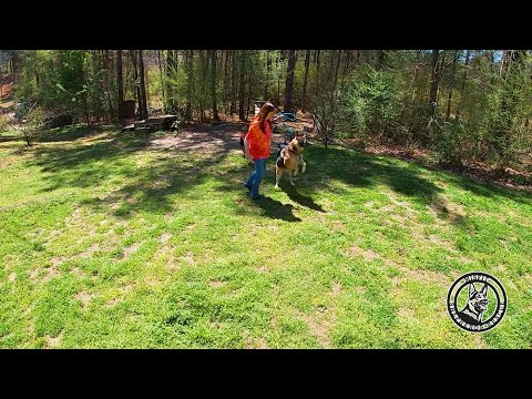 Sabine and her Reactive Shepherd Bou