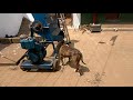 Pitbull Hulk Coorg