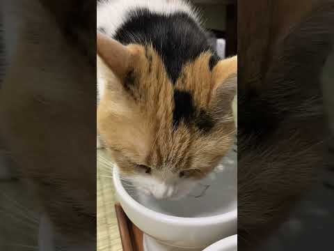 【三毛猫】猫が水を飲む音