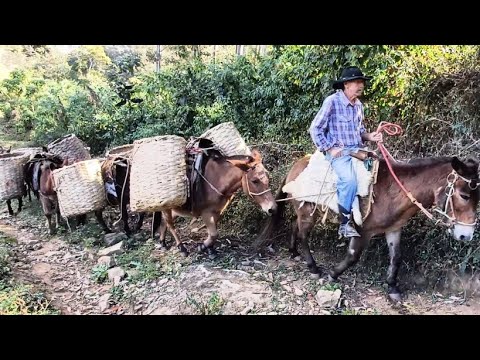 ULTIMO TROPEIRO  SEU MANOEL _PARTE 1 #vidanaroça #vidanocampo.