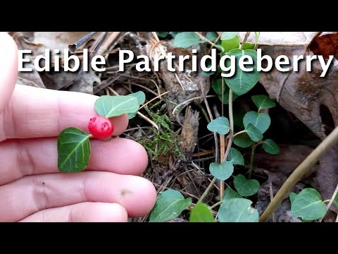 Discover The Partridgeberry: An Edible Berry Of Eastern Forests