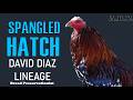Heritage Breed Showcase - Spangled Hatch Lineage of Mr. Diaz