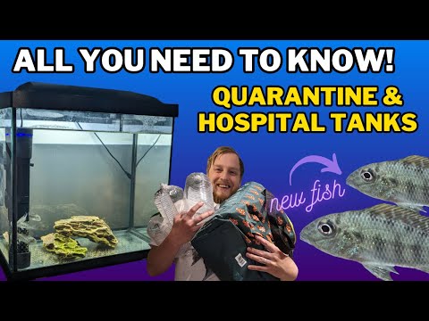 How to quarantine fish! The DOS & DON'TS of Hospital tank setup, medications and more!