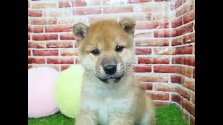 柴犬の動画01