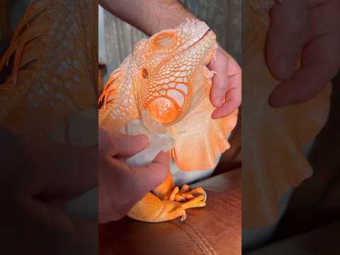 After-bath procedures… 🧡 #dragonandme #pet #reptile #lizard #mypet #cute #iguana #orange