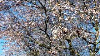 Songtext von Vienna Symphony, Clara Haskil & Bernhard Paumgartner - Rondo for Piano and Orchestra in A Major, K. 386 ... Text Musik-video-Miniaturansicht