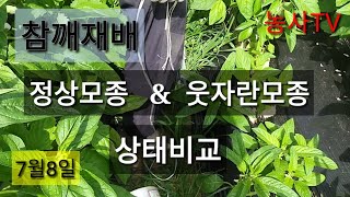 참깨재배-정상 모종과 웃자란 모종의 상태비교[농사TV]