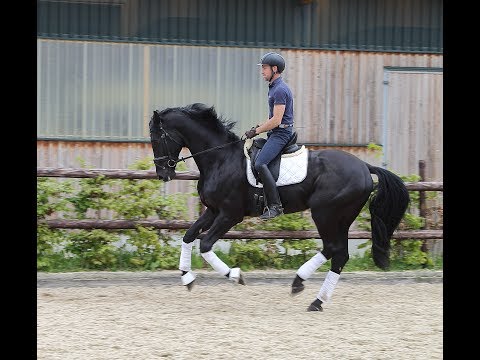Hengst von Sezuan "Szechwan`s Sapphire Juni 2017