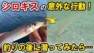 キス釣り直後に潜ってみたら…シロギスの知られざる行動が判明！？