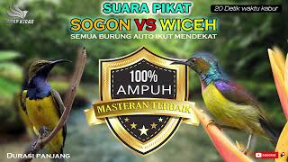 Download lagu SUARA PIKAT KOMBINASI SOGON VS WICEH \\ bikin satu komplek AUTO KUMPUL mp3