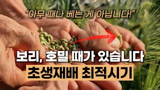 초생재배 최적 시기 보리, 호밀 아무 때나 베는 게 아닙니다