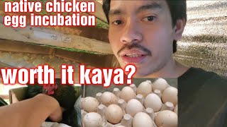 Collecting Native Chicken Eggs for incubation