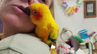 whidbey birds sun conure