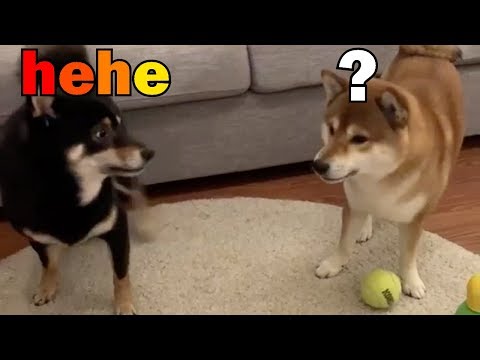 doggo does a revenge