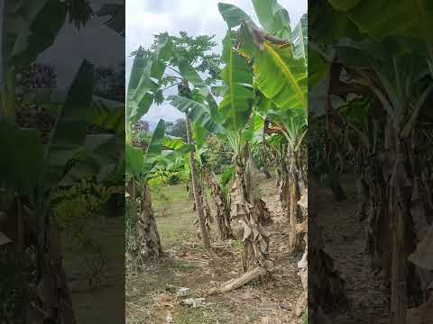 VENDO lote campestre en anapoima cundinamarca Colombia sector Santa Ana área 8.000M2 $ 320'millones