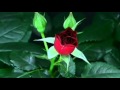 he MAGIC Of Bulgarian Voices  Music   Trio Bulgarka   Tri Bulbula Peiat 3 Nightingales Singing