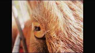 Minotaur Shock - Through The Pupils Of Goats