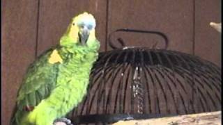 CharlieO The Praying Parrot - learning Im a Little Teapot