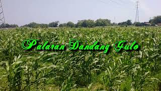 Download lagu Palaran Dandang Gulo mp3