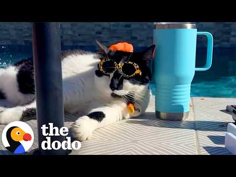 22-Pound Cat Loses 10 Pounds Thanks To Her Love Of Food | The Dodo