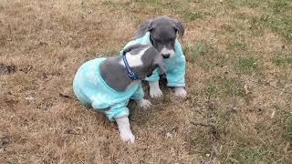 puppies playing in pajamas