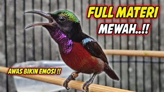Download lagu SUARA BURUNG KOLIBRI NINJA GACOR FULL NEMBAK ISIAN MEWAH !! PANCINGAN KONIN BAHAN AGAR CEPAT EMOSI mp3
