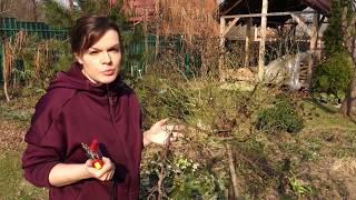 Садовый влог 20. 04. 2019/Весенняя обрезка роз - как и зачем/Подкормка роз весной