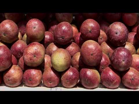 Shamba Shape Up Sn 8 - Ep 8: Mangoes, Oranges, Home Biogas (English)