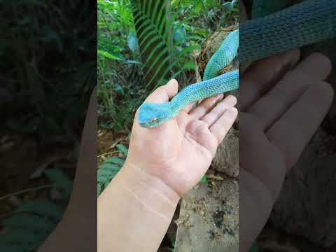 Violet - Viper Brazil
