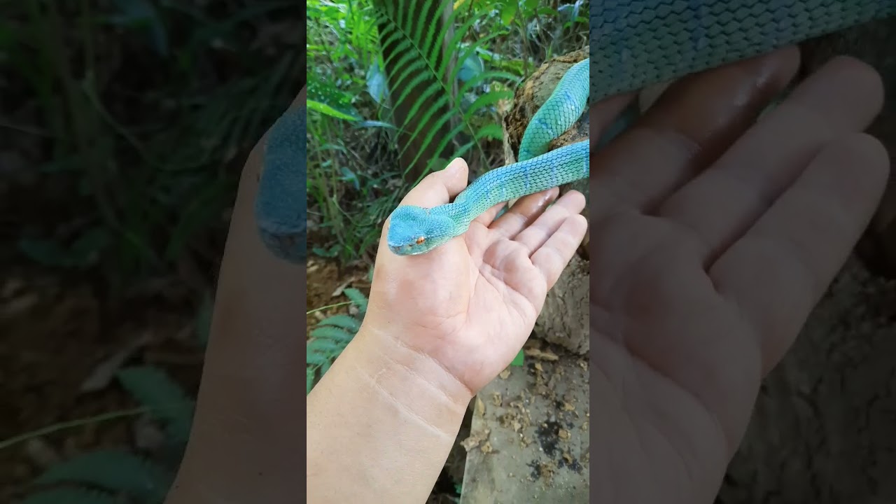 WOW! Check Out This Extremely Rare Blue Pit Viper - You Won't Believe Your Eyes! - YouTube