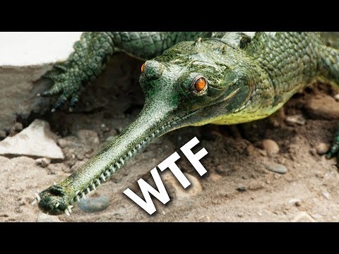 Meet the Gharial – the Ancient Beast With a SUPER Snout