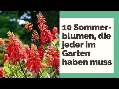 , title : '10 beliebte Sommerblumen für Ihren Garten'