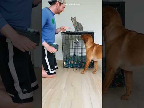 The Cat Got Its Revenge on the Dog 😂🐱🐶