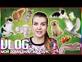 VLOG: Мой домашний зоопарк! 15 животных 