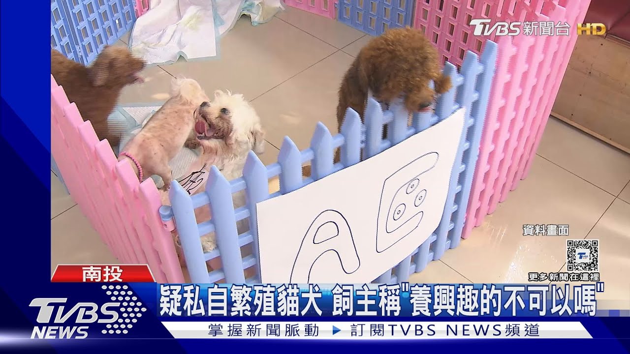 疑私自繁殖貓犬 飼主稱「養興趣的不可以嗎?」