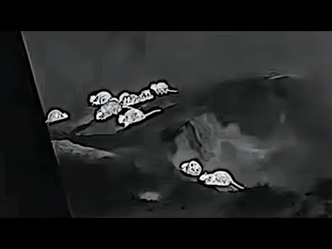 Hunting The Most DESTRUCTIVE Pest In The UK