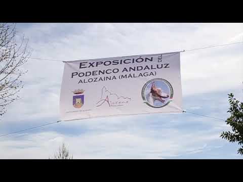 III MUESTRA DEL PODENCO ANDALUZ