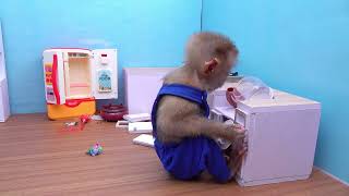 Cute monkey in kitchen room