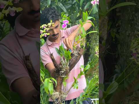 Making Orchid Tree🌸Orchids from 🌐 www.suluzorchids.com ☎️7034016968 #orchid #orchidtree