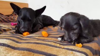 Que c'est bon les p'tites carottes BIO !!!