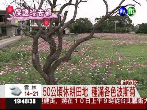 竹北波斯菊花海 萬紫千紅美呆了!