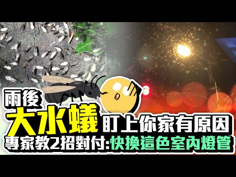 大水螞蟻壽命