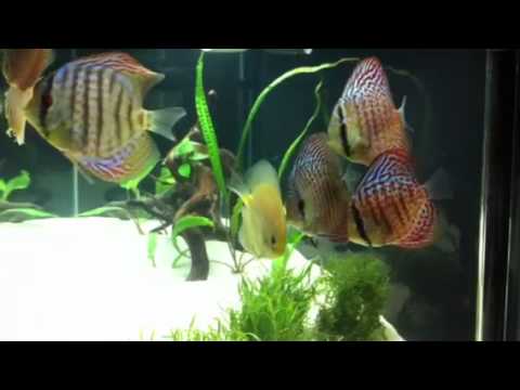 Planted Discus Fish Tank