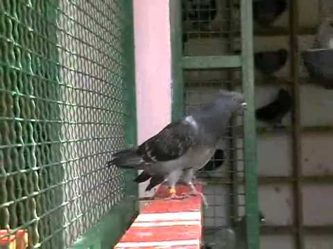 BRACA ZUGIC IZ INDJIJE