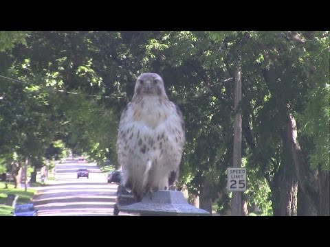 Red-Tailed Hawk on Rick's bird feeder in Ames, Iowa