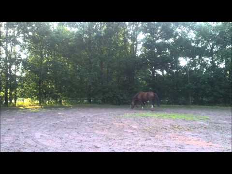 Hachila v. Lord Leatherdale