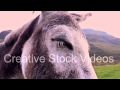Closeup Of Donkey Face